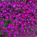 Lily House بيت للعطل