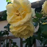 Lily House بيت للعطل