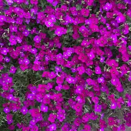 Lily House Дом отдыха