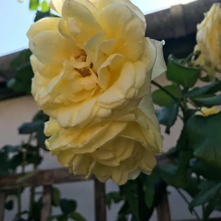 Lily House Tatil Evi