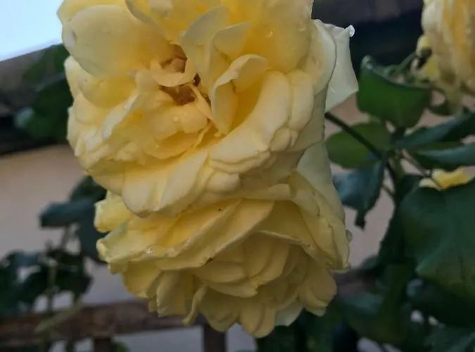 Lily House Ferienhaus